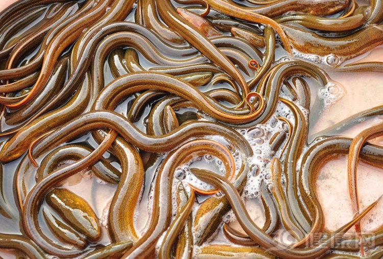 偶爾吃泥鰍，你可以收穫這幾個特殊好處！