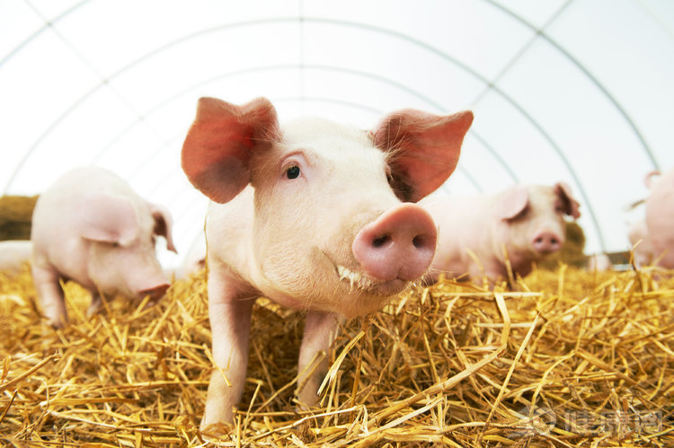 豬肉是最常吃的葷菜！它有3個“不宜”，你可知道？