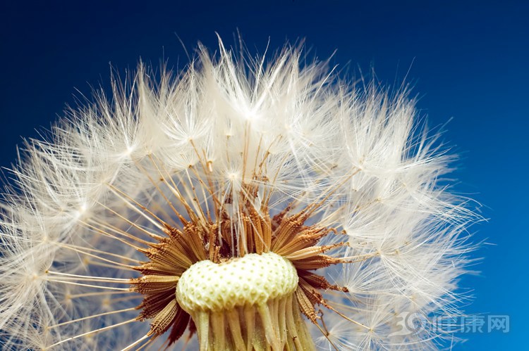 春天用蒲公英泡水，可收穫四大好處！但是2種人最好別喝